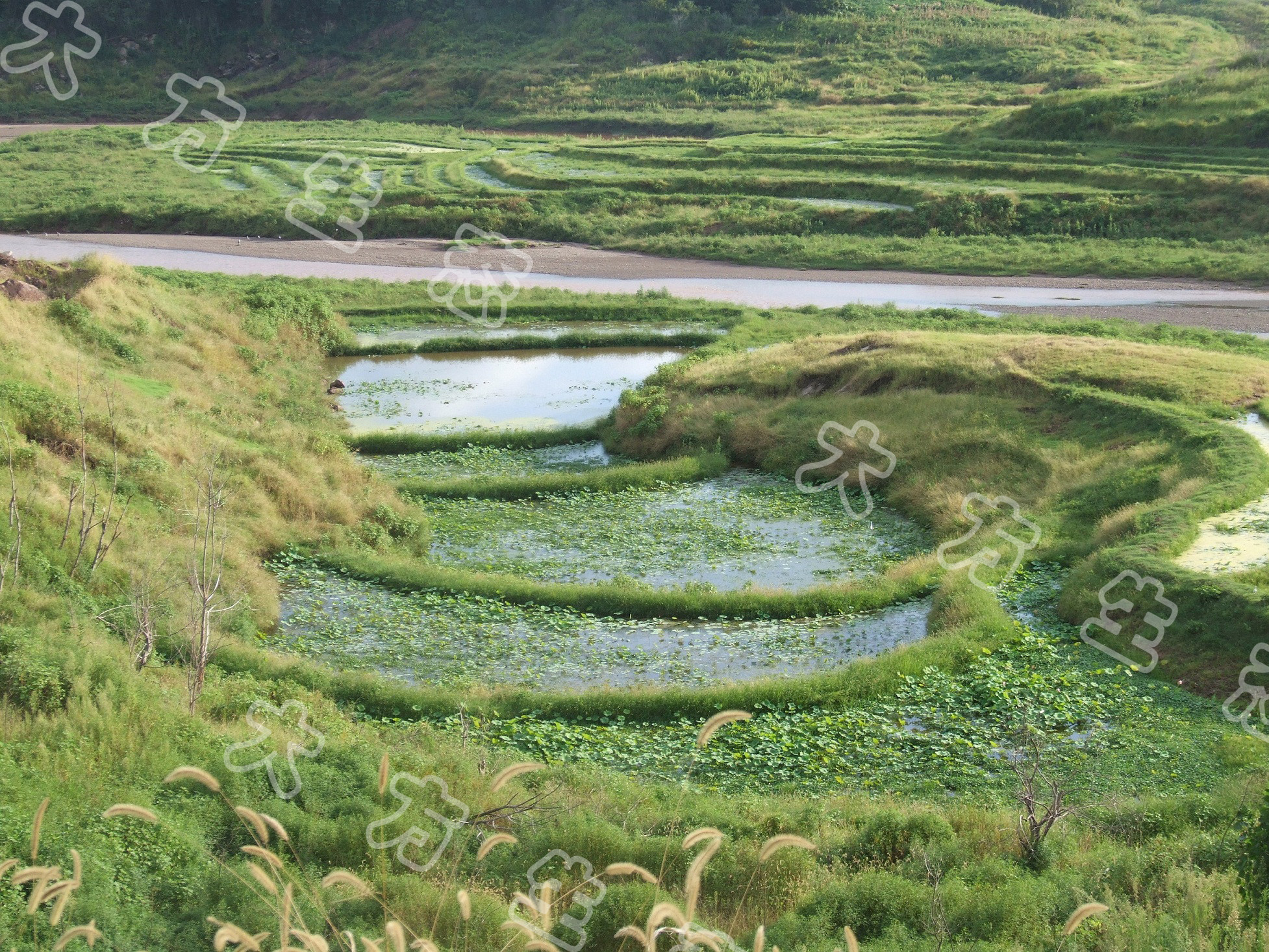 三峽水庫澎溪河支流白夾溪河岸基塘全景(2011年8月23日).JPG